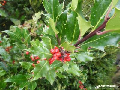 Hayedos Rioja Alavesa-Sierra de Toloño;monte de valdelatas actividades en la sierra de madrid mapa s
